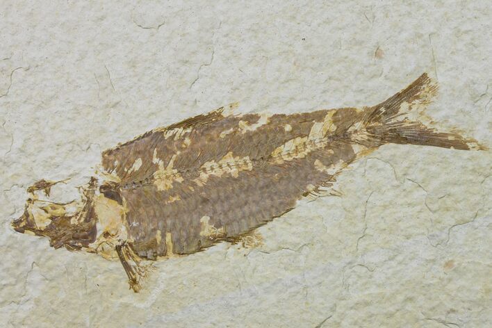 Fossil Fish (Knightia) - Wyoming #159536